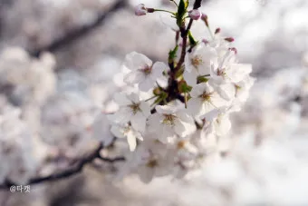 제주 벚꽃 명소 추천 아무도 모르는 명소_21