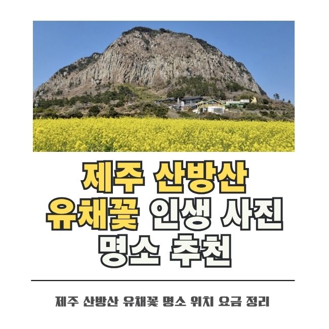 산방산 배경의 노란 유채꽃밭 제주 인생샷 명소
