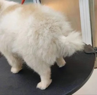 강아지 엉덩이 들이미는 이유 애정표현인지_16