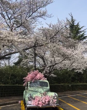 대구 이월드 벚꽃 축제