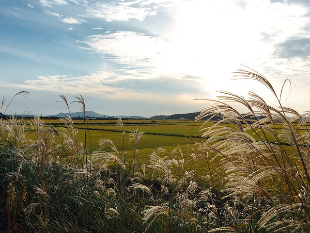 강원도 숨은 억새 명소, 영월 태화산 여행기