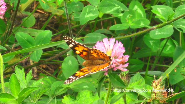 작은 멋쟁이 나비(painted lady butterfly)
