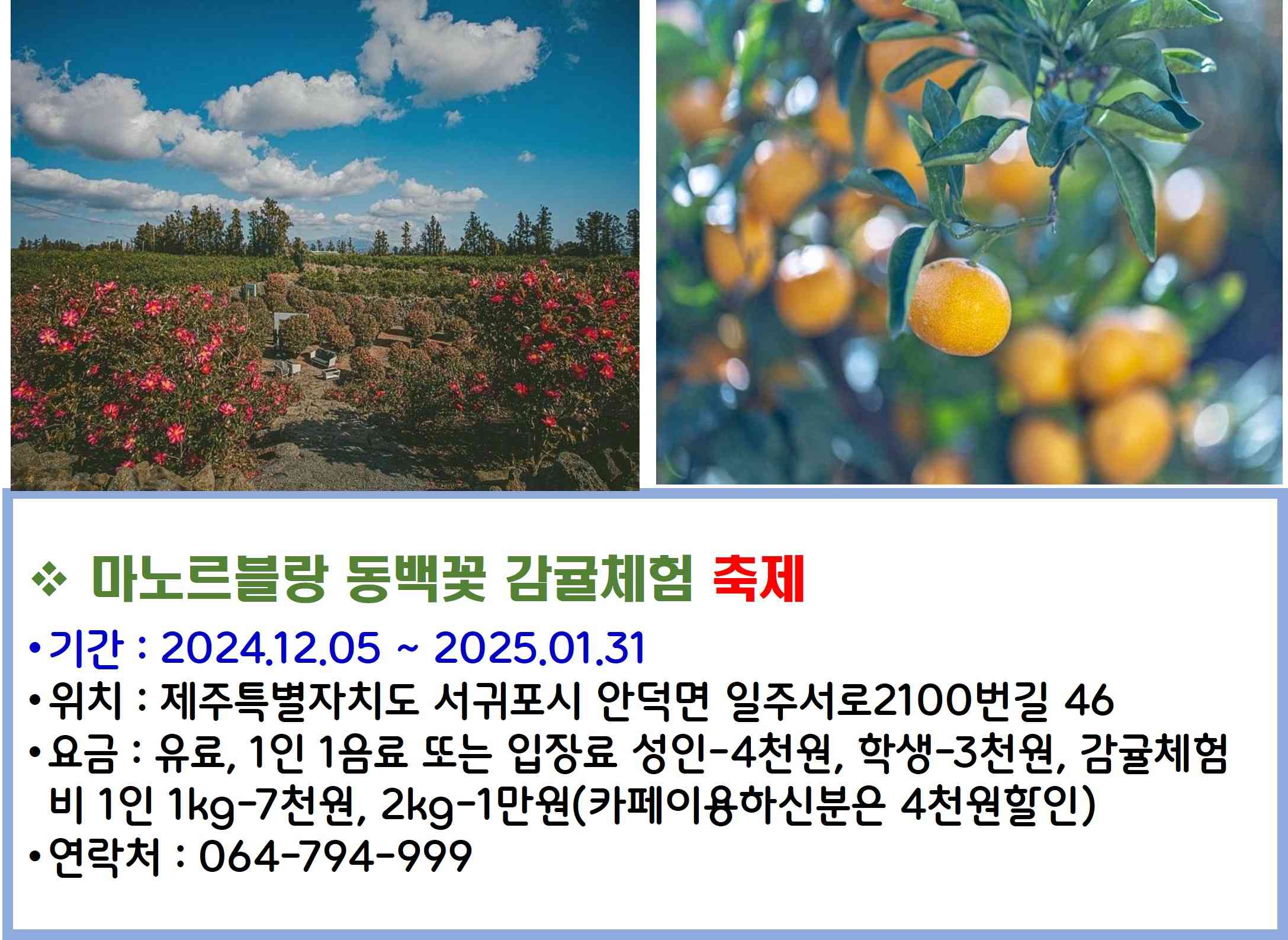 마노르블랑동백꽃감귤체험축제