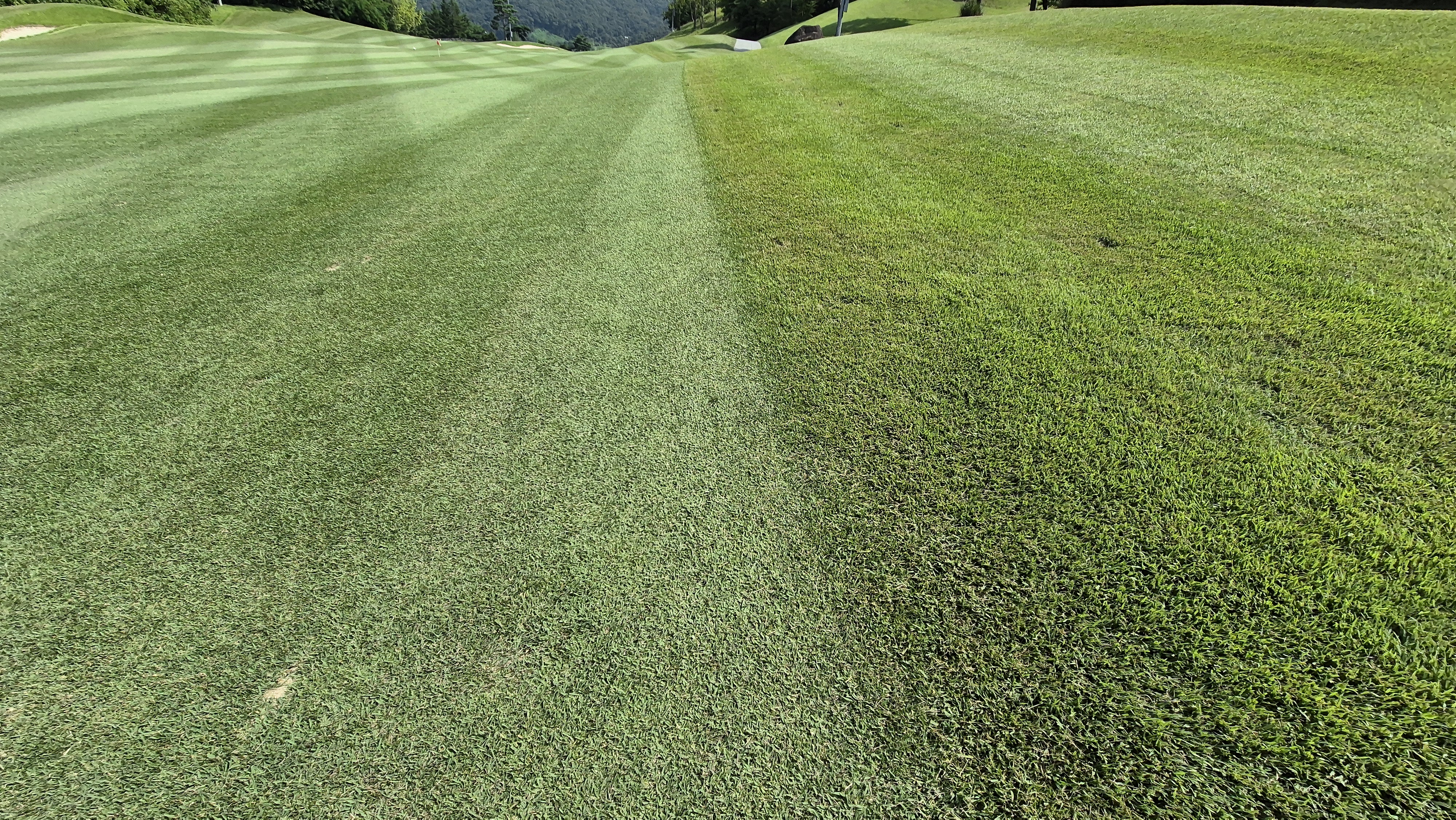 골프존카운티 안성H