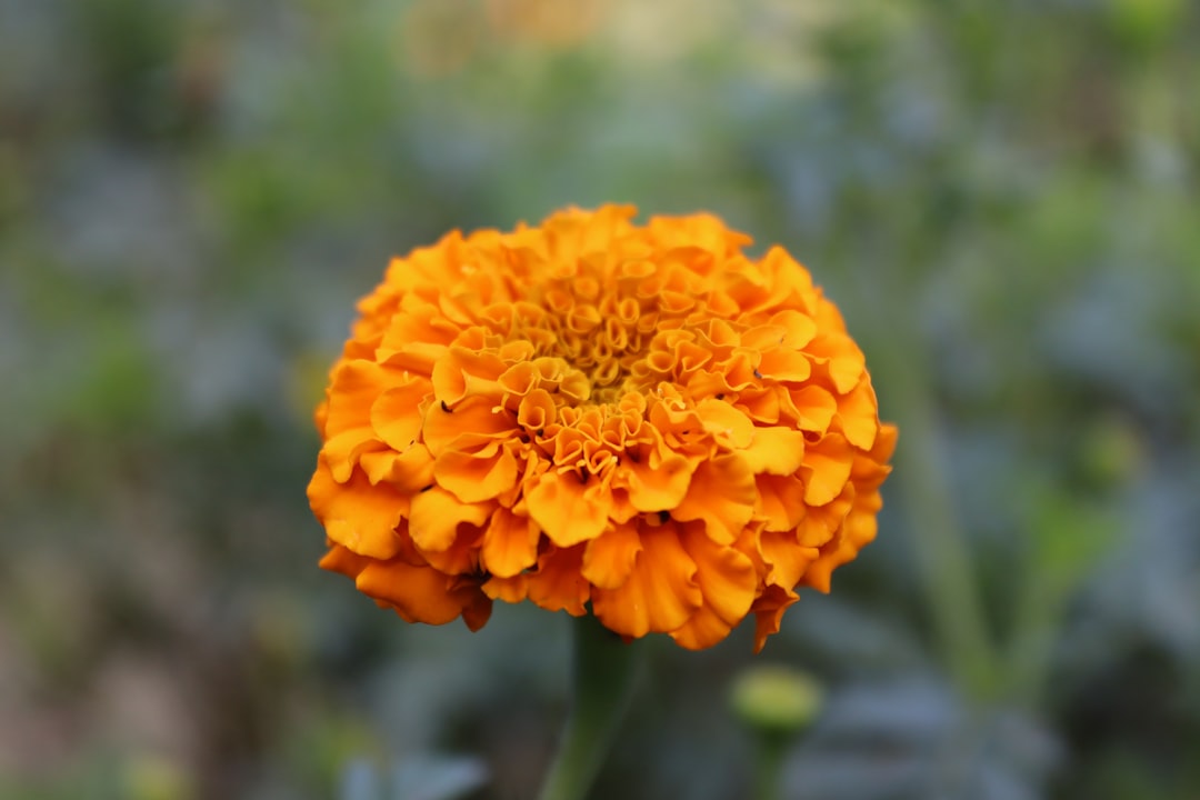 Marigold