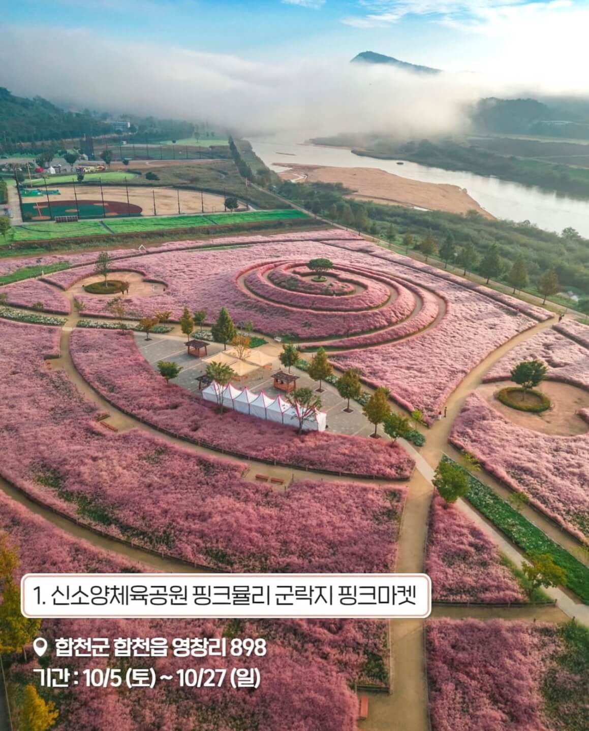 합천 핑크뮬리 축제