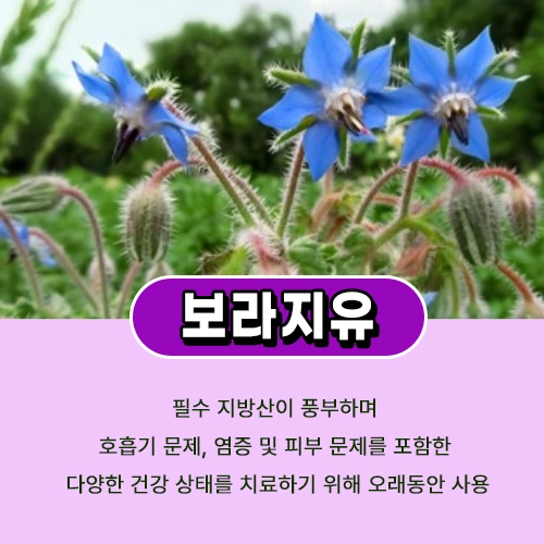 보라지유
