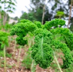 이명에 좋은 음식 영양제 식단