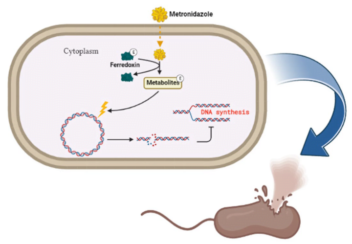 메트로니다졸 작용 기전