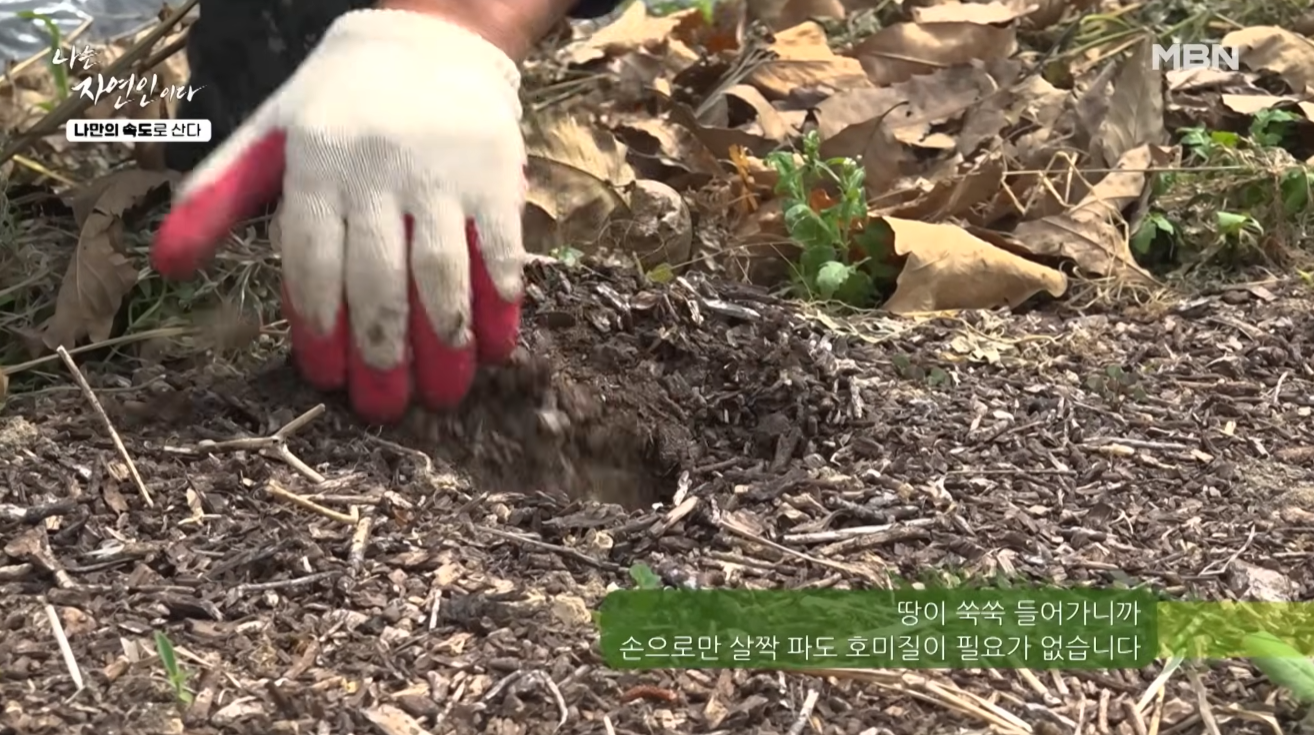 호미 대신 맨손가락으로 흙을 살짝 헤집자 스펀지처럼 부드럽고 푹신하게 파이는 텃밭 토양