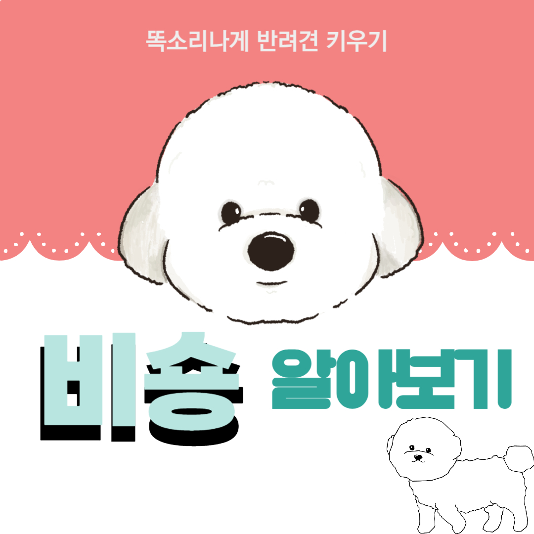 비숑 성격 장단점 유전질환 알아보기