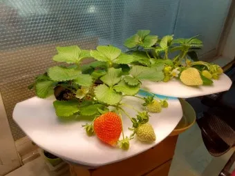 딸기 키우기 물주기 수경재배 비료관리 햇빛배치 실내 재배 팁_9