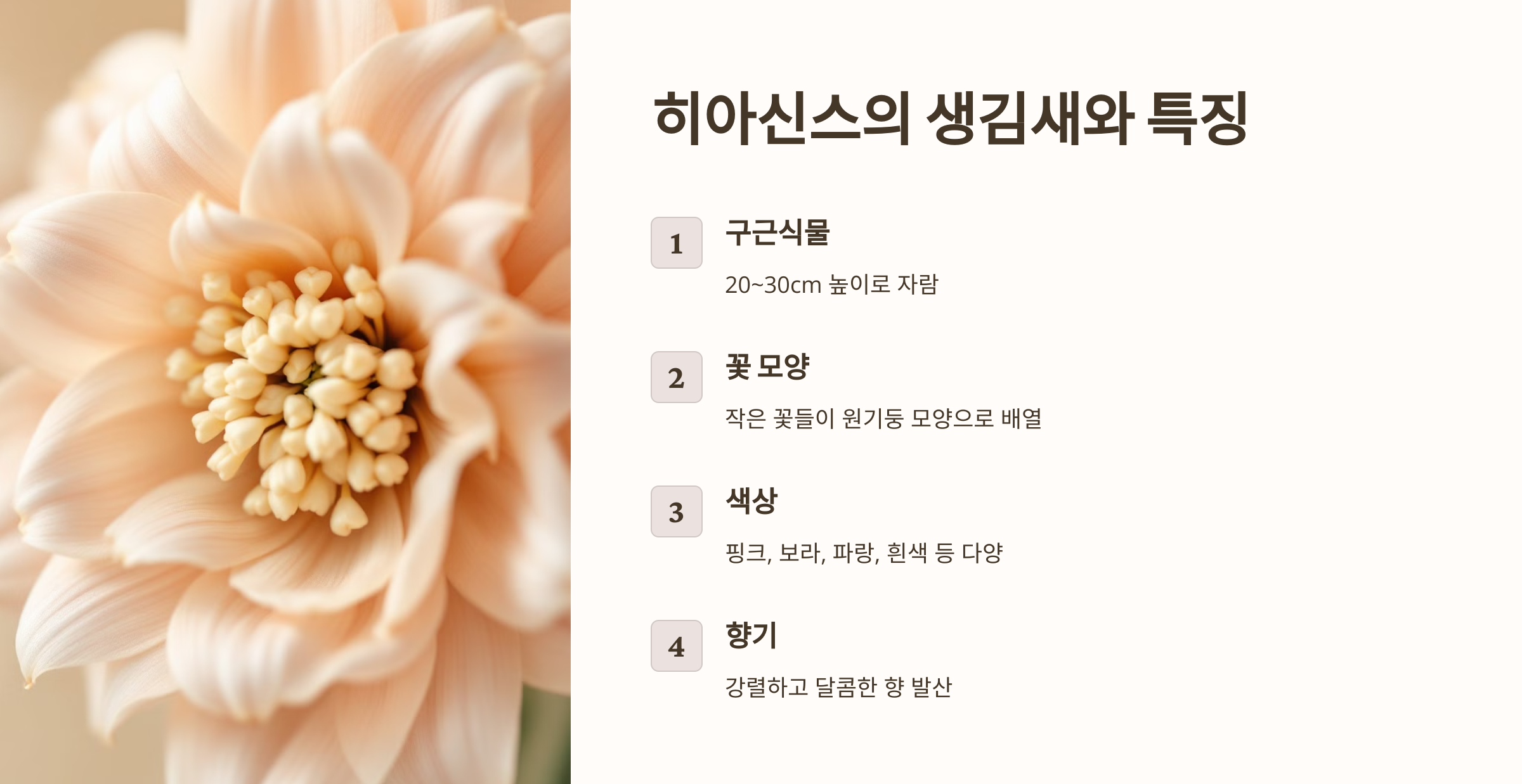 히아신스