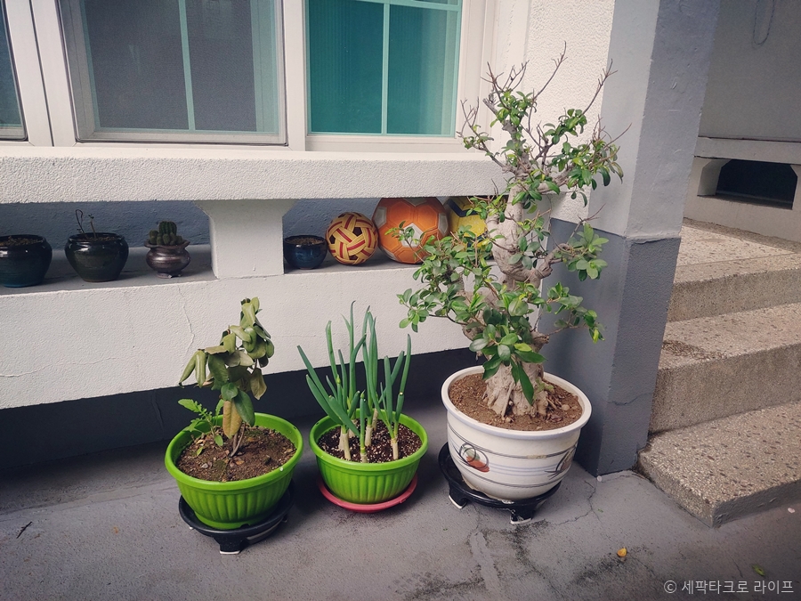 세팍타크로라이프