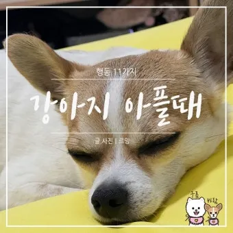 강아지 아플 때 증상 10가지 주의해야 할 건강 신호_2