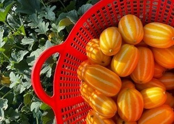 여름 제철 과일 참외 놀라운 10가지 효능과 부작용 및 참외 씨&amp;#44; 참외 껍질 효능