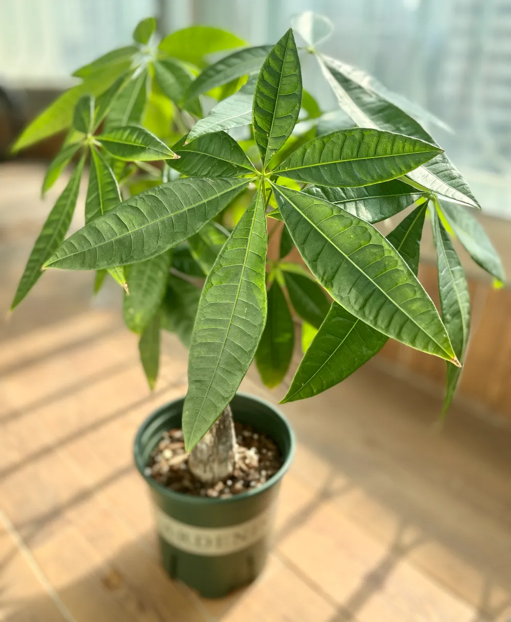 파키라 키우기 분갈이 뿌리관리 물주기간격 쉬운 관리법_7