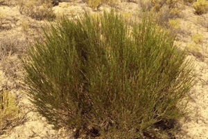 루이보스티 효능11