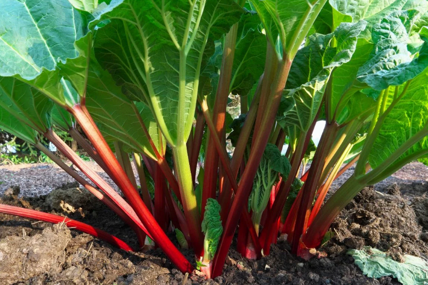 갱년기 여성에게 좋은 루바브: 기능성과 건강 효능