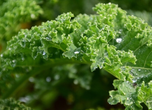 암예방&amp;#44; 치매예방에 도움이 되는 만성염증 제거&amp;#44; 만성염증에 좋은 음식 추천(만성 염증 없애는 음식)