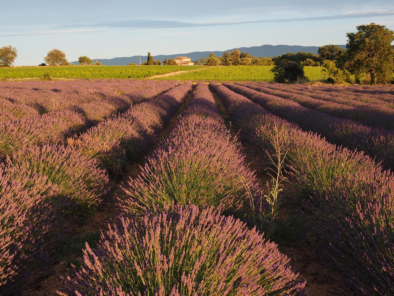 울산 장생포 고래문화마을 라벤더