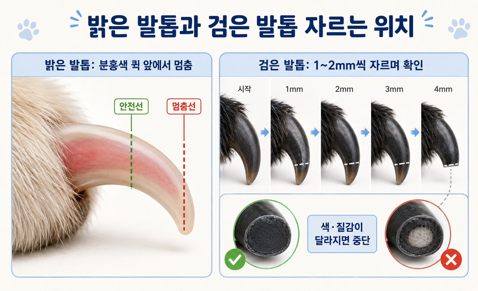 강아지 밝은 발톱과 검은 발톱의 퀵 위치 및 안전한 절단 부위 비교