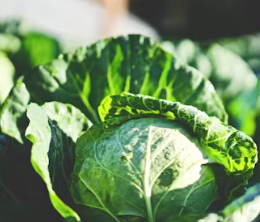 역류성식도염에 좋은 음식 영양제 식단