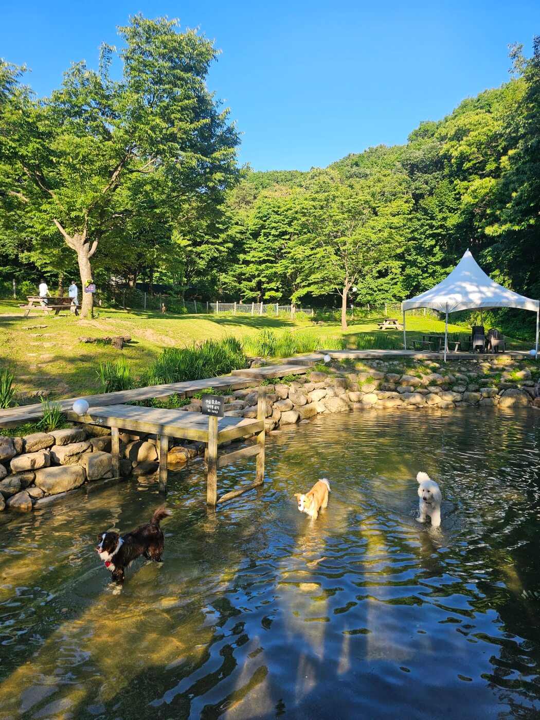 네이처독-애견-수영장