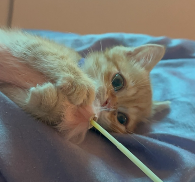 주황색 고양이 뽀리가 보라색 이불 위에서 낚싯대 장난감을 앞발로 꽉 쥐고 사냥 놀이에 집중하는 모습. 손 대신 장난감으로 놀아주며 관심을 돌리는 올바른 방법을 나타내는 이미지.