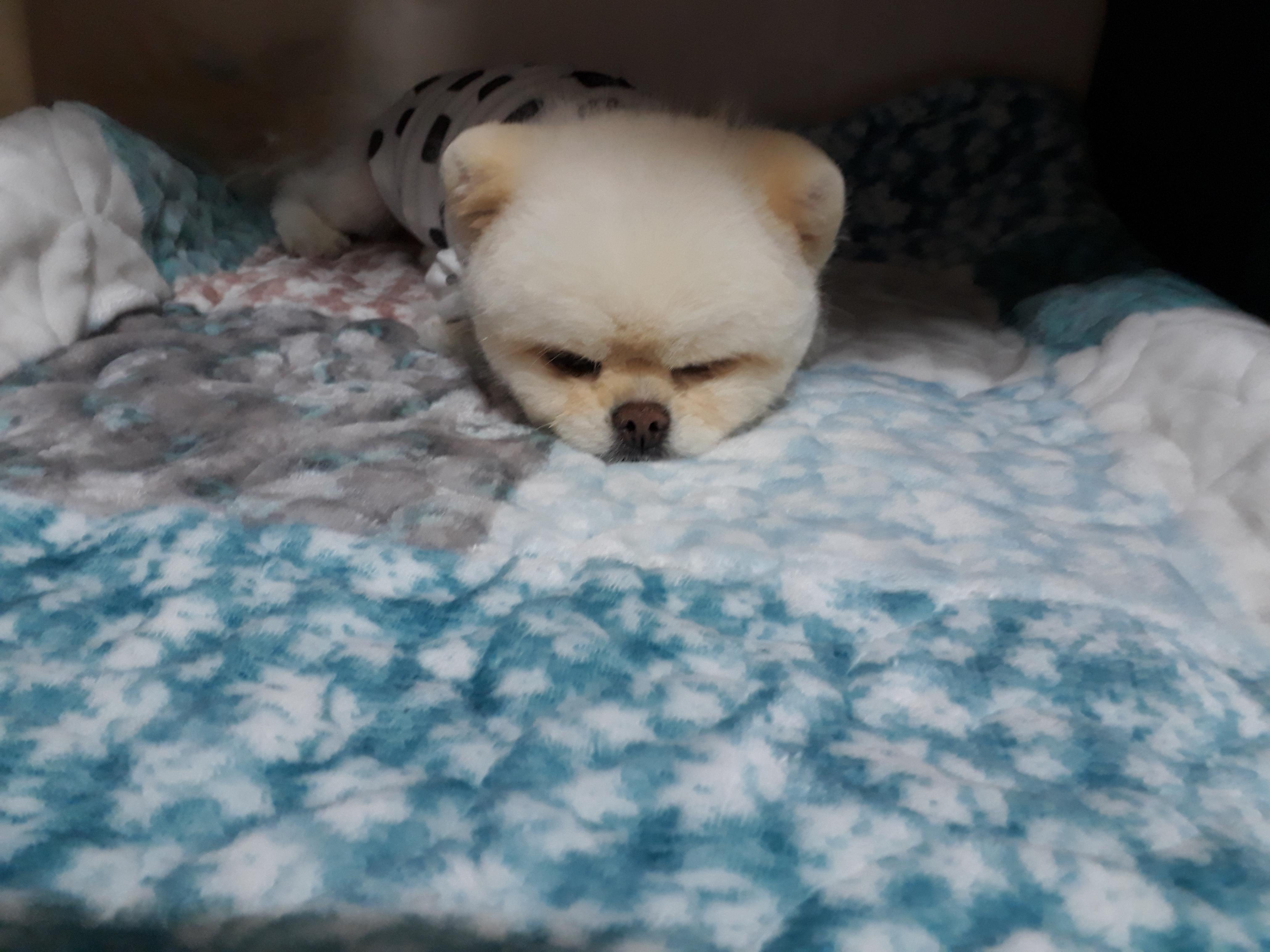 강아지가 싫어하는 행동 : 싫어하는 행동 23가지