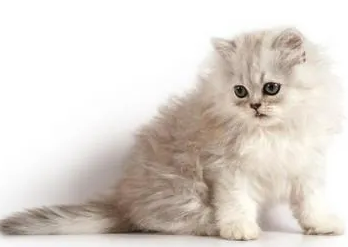 페르시안 고양이