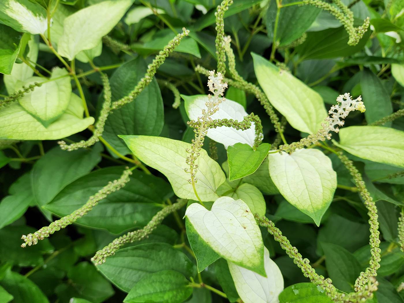 삼백초
