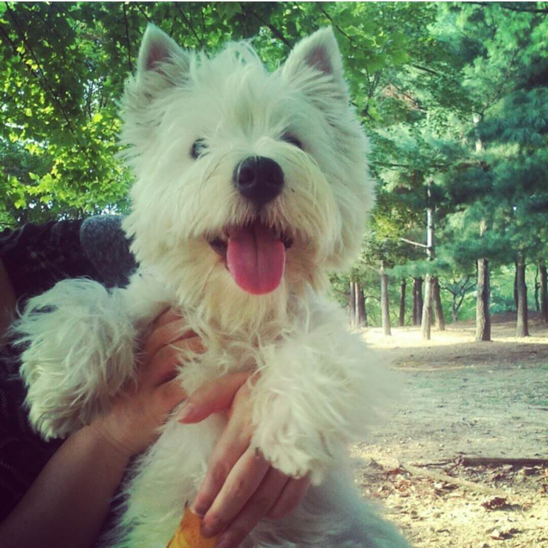 강아지 나이 계산