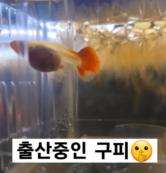 구피 임신 / 구피 출산 징후 3가지!