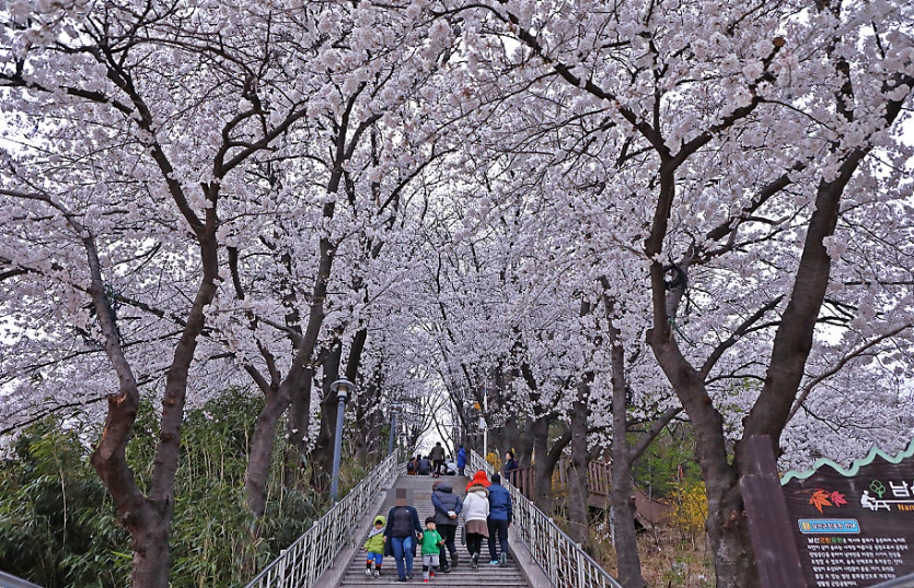 남산 벚꽃