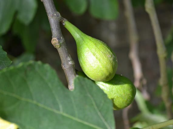 의사 상담 후 섭취 무화과