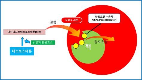 천안 탈모
