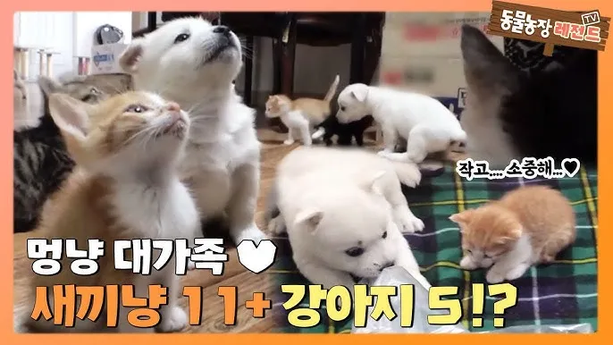 개 고양이 트라조돈 약물 사용 가이드와 주의사항 정리_3