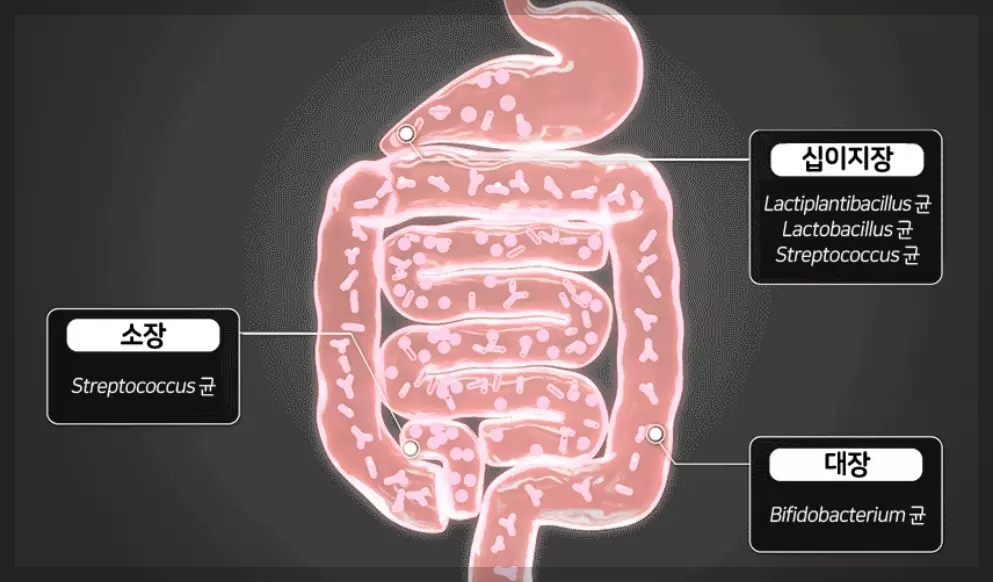 락토핏베베, 모든 장에 서식하는 유산균