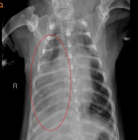 강아지 호흡기 질환 폐렴·기관허탈·기관지염에서 심장병으로 발달한다면?