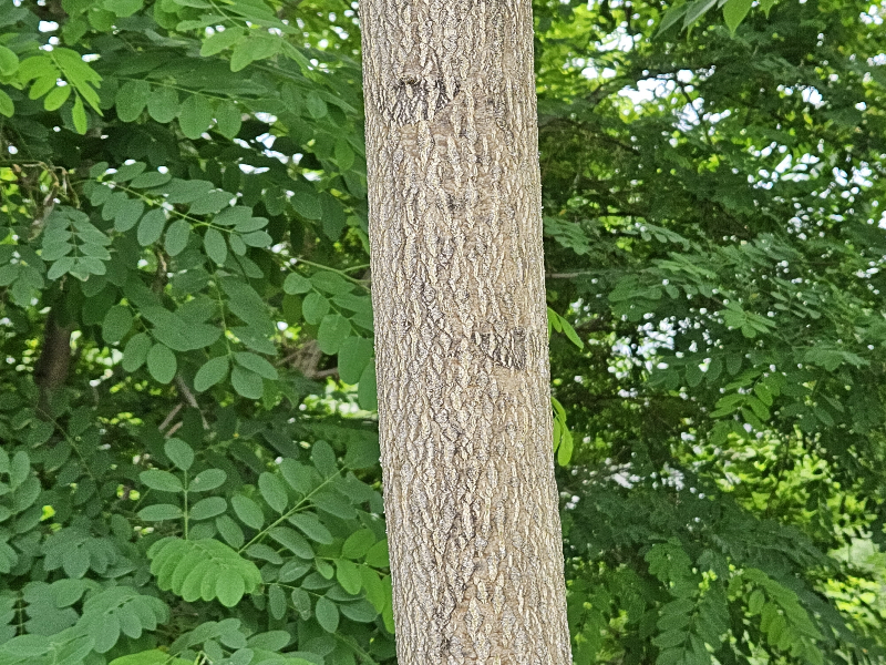 가죽나무 수피1