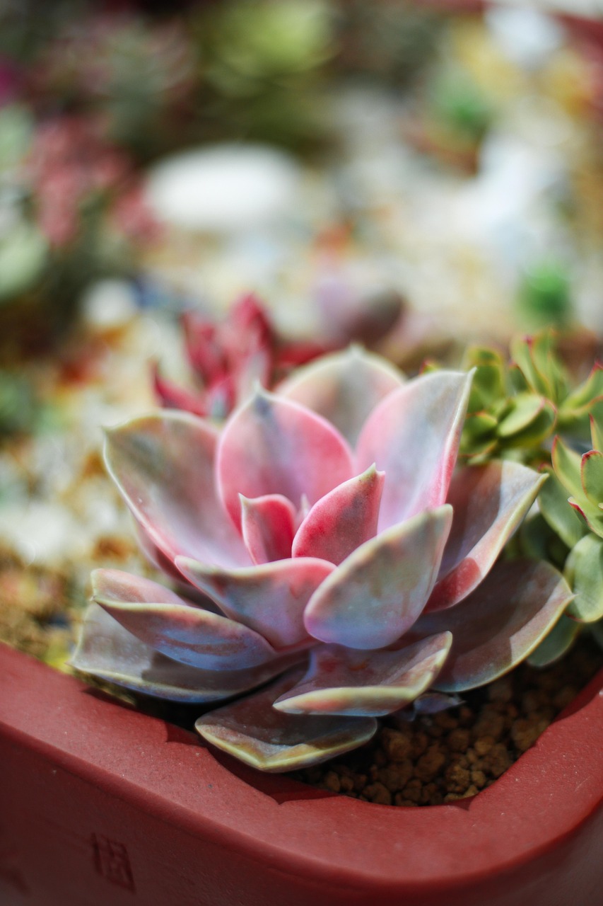 다육식물의 의미 관련 사진