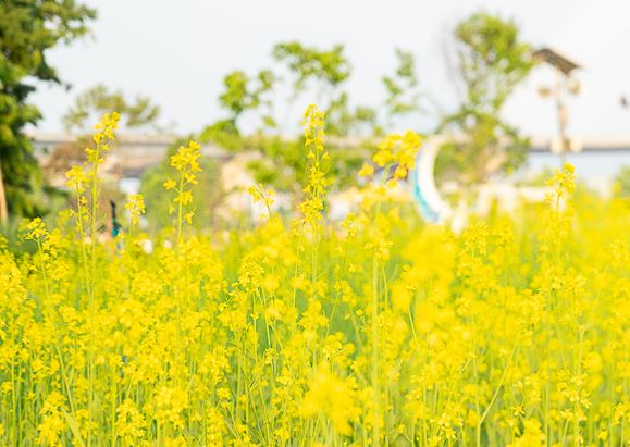 구리 유채꽃 축제