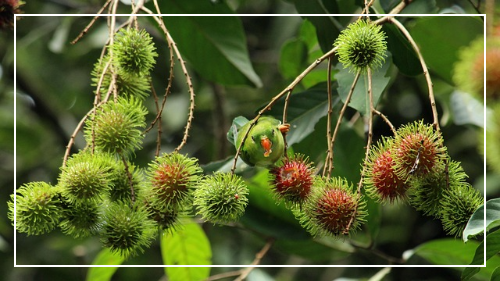 람부탄 먹는법 활용 