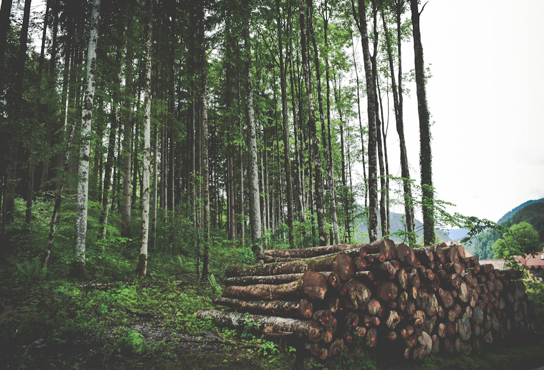 Forestry