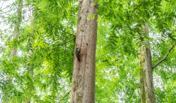 장태산 자연휴양림