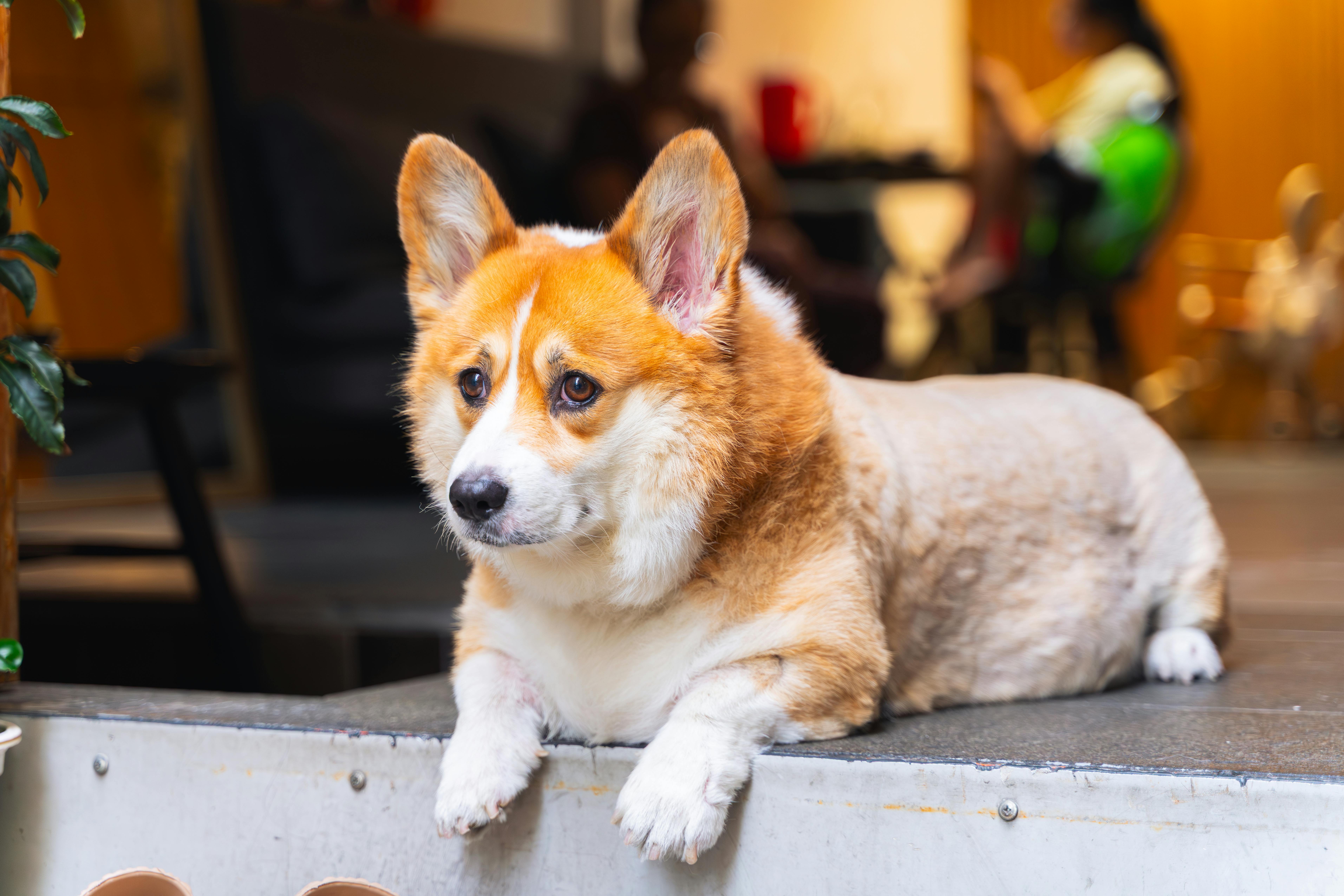 개 꿈 해몽 &mdash; 강아지와 개가 전하는 꿈속 메시지