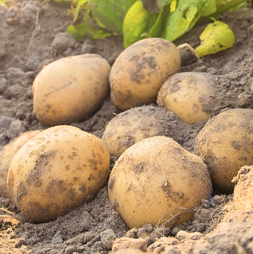 감자캐는시기 중부 남부 지방 장마 수미 두백 하지 감자수확시기 3