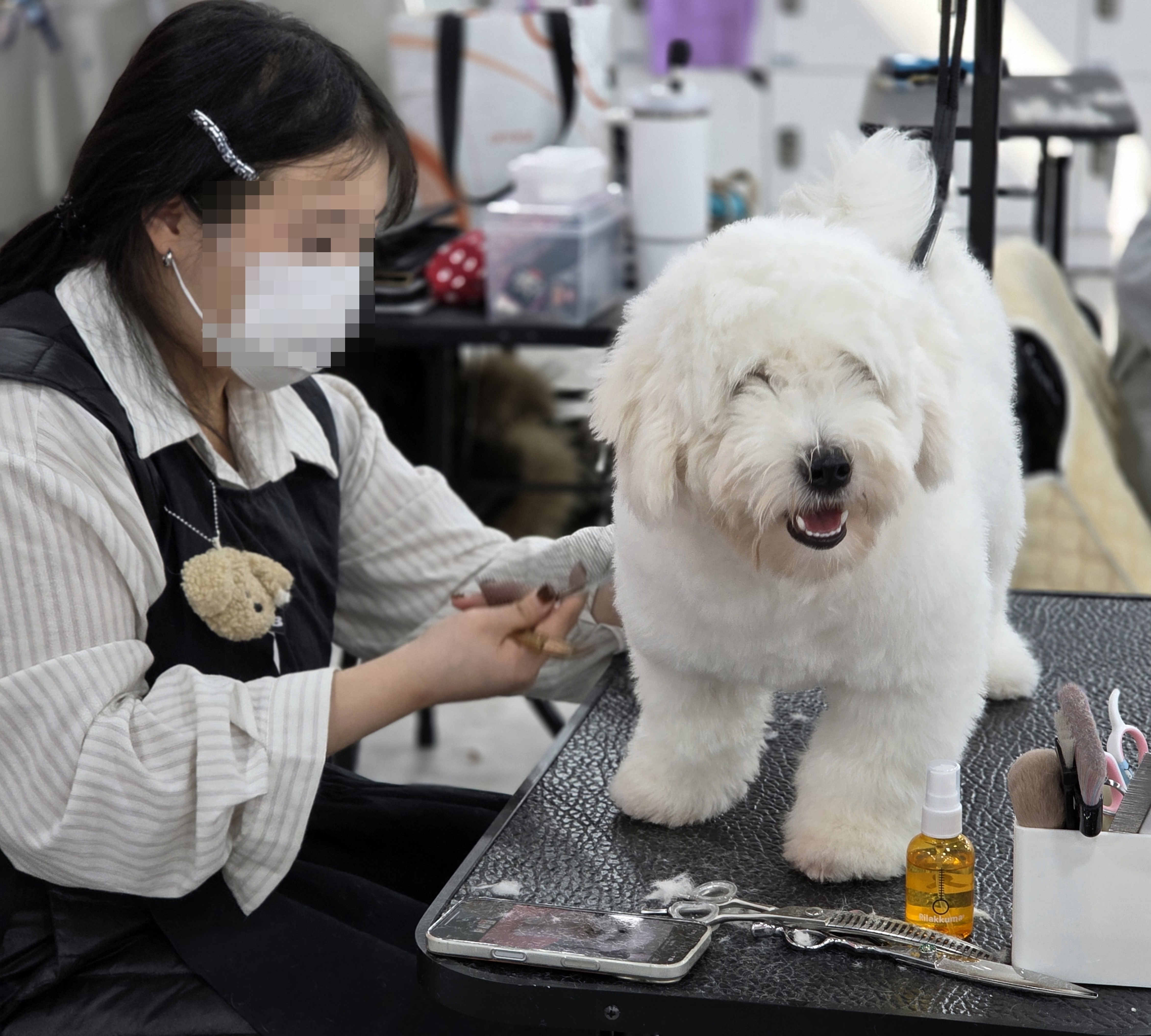 대전애견미용국비학원