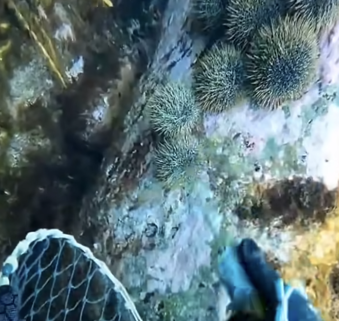 성게와 해녀 그리고 공생 물고기 2